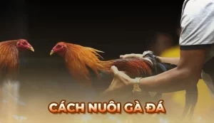 Hướng dẫn cách nuôi Gà Đá chuẩn nhất cho chiến kê khỏe mạnh