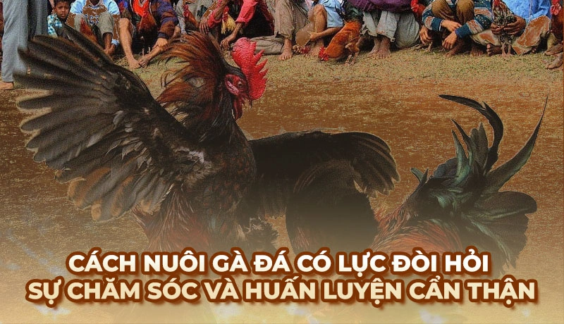 Cách nuôi gà đá có lực đòi hỏi sự chăm sóc và huấn luyện cẩn thận