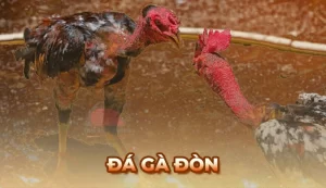Đá Gà Đòn là gì? Cách nhận diện giống Gà Đòn nổi tiếng