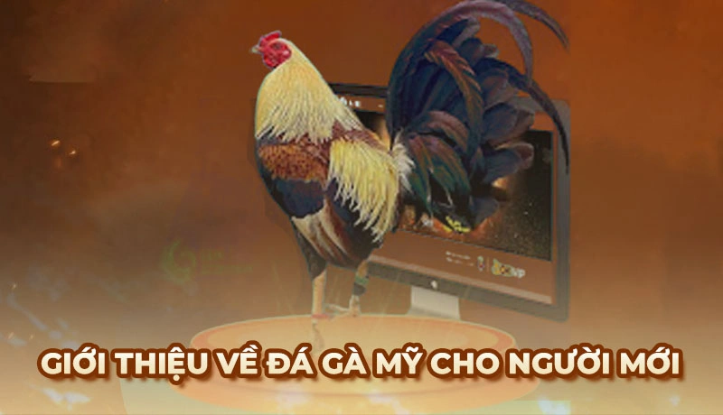 Giới thiệu về đá gà Mỹ cho người mới