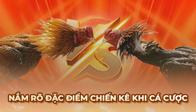 Cần nắm rõ đặc điểm của gà đá trước khi tham gia
