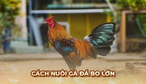 Cách nuôi gà đá bo lớn khỏe mạnh chuẩn từ chuyên gia Ga6789