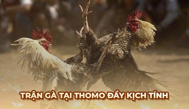 Trận gà tại Thomo thực sự là một cuộc chiến đầy kịch tính và hấp dẫn