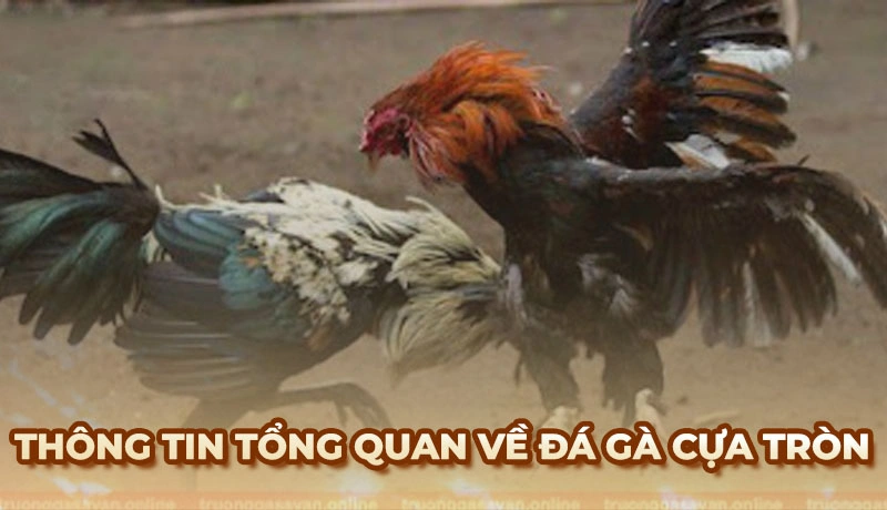 Một số thông tin tổng quan về đá gà cựa tròn