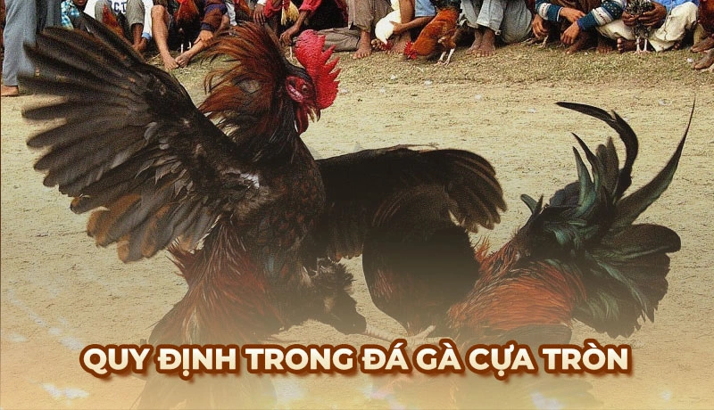 Các nguyên tắc và quy định trong đá gà cựa tròn