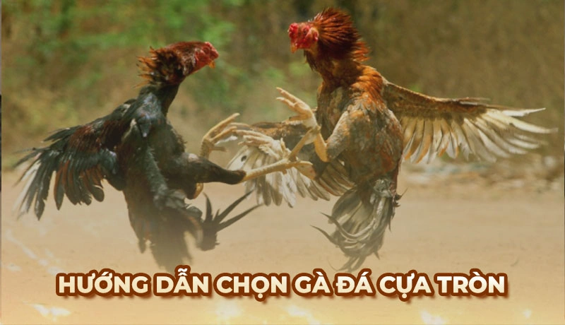 Việc trang bị cựa tròn cho gà cần được thực hiện một cách cẩn thận nhằm đảm bảo an toàn trong suốt trận đấu