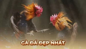 Những giống gà đá đẹp nhất được sư kê yêu thích săn lùng