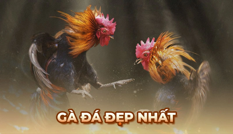 Những giống gà đá đẹp nhất được sư kê yêu thích săn lùng