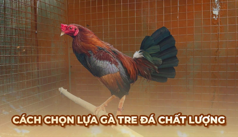 Hình dáng đẹp là một yếu tố quan trọng khi chọn gà tre đá
