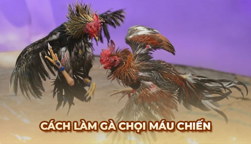 Tiết lộ cách làm cho gà chọi máu chiến, tăng sức chiến đấu
