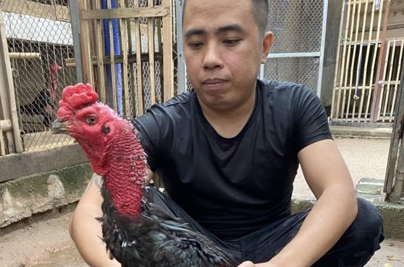 Chọn giống linh kê là một trong những cách để tạo ra gà chọi máu chiến