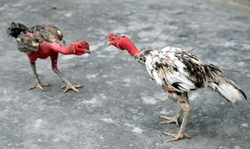 Thế nào là một chú gà chọi máu chiến