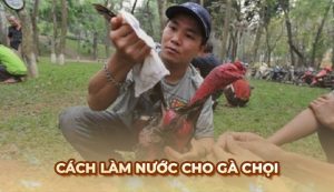 Hướng dẫn cách làm nước cho gà chọi cực chuẩn từ sư kê Ga6789