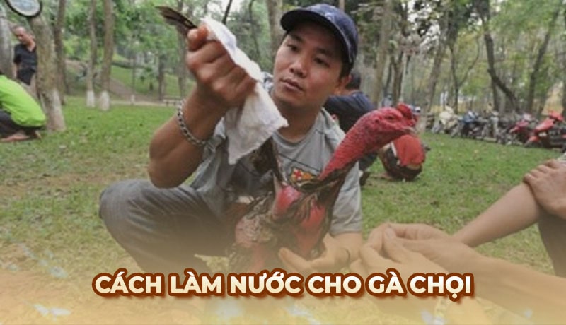 Hướng dẫn cách làm nước cho gà chọi cực chuẩn từ sư kê Ga6789