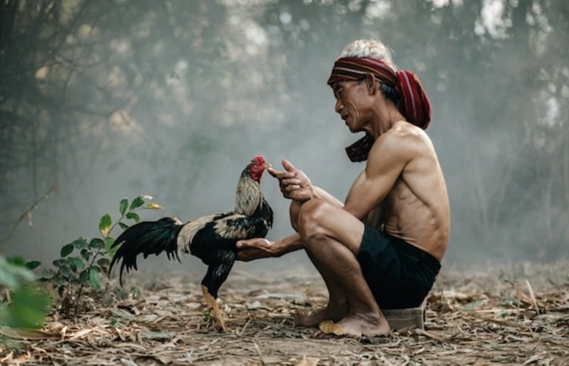 Cách làm nước cho gà chọi là sự tổng hợp kinh nghiệm và kỹ thuật của mỗi người