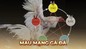 Màu mạng Gà Đá - Mẹo xem ngày giờ chiến kê ra trận chắc thắng