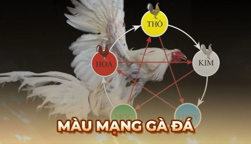 Màu mạng Gà Đá - Mẹo xem ngày giờ chiến kê ra trận chắc thắng