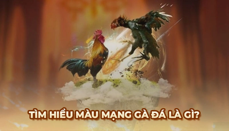 Xem màu mạng gà đá giúp các sư kê biết cách nâng cao tỷ lệ chiến thắng