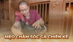 Mẹo chăm sóc gà chiến kê hiệu quả cho người mới