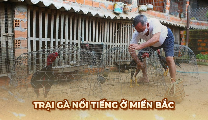 Trại gà nổi tiếng ở miền Bắc luôn có những nét đặc sắc trong việc phát triển chiến kê