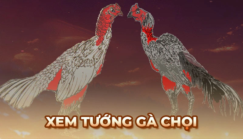 Phương pháp xem tướng Gà Chọi chuẩn của các sư kê lão làng