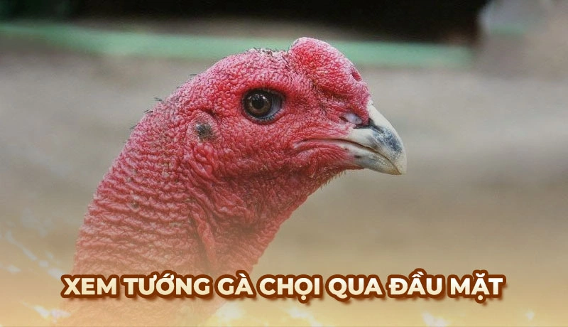 Khi xem tướng gà chọi, cần chú ý quan sát kỹ lưỡng phần đầu và mặt