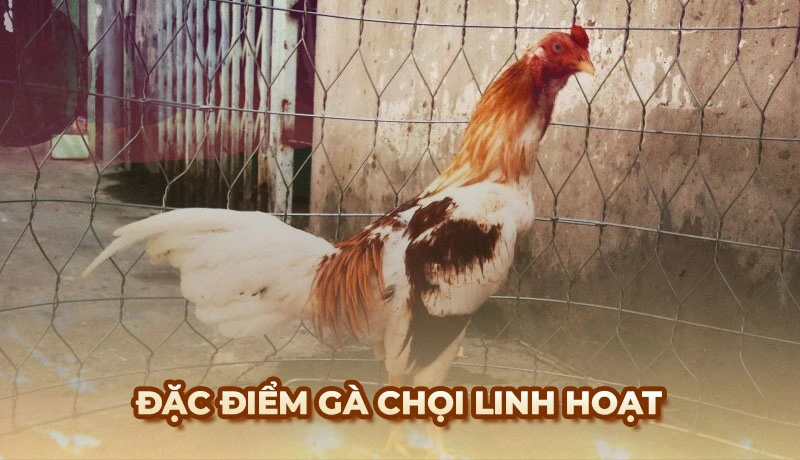 Xem tướng gà chọi linh hoạt nếu sở hữu bàn chân cong, ngón chân rộng và đế mỏng