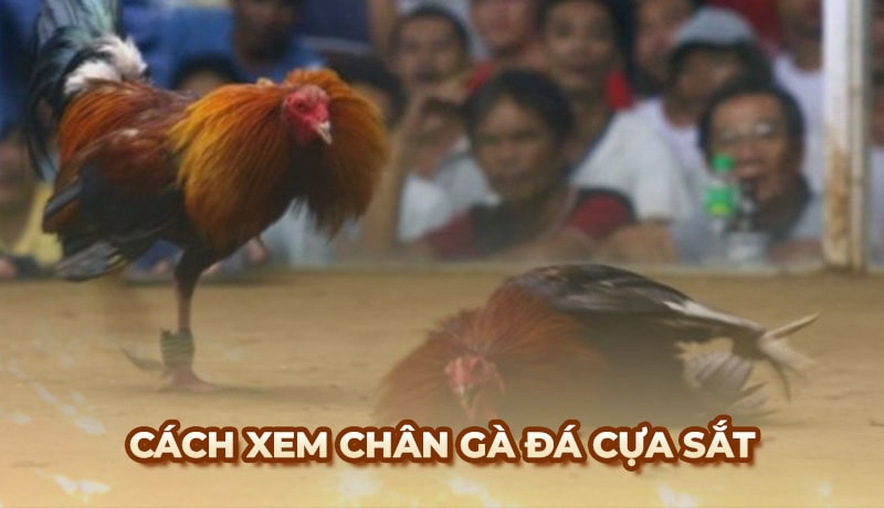 Cách xem chân gà đá cựa sắt để lựa chọn chiến kê tốt