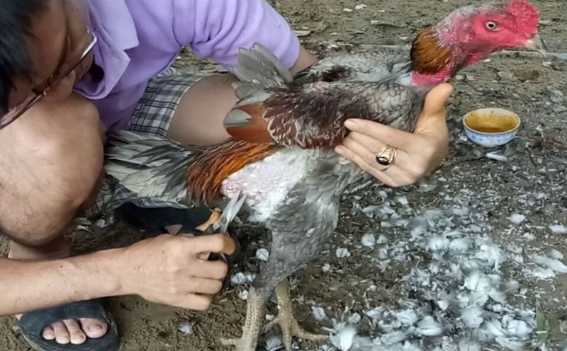 Cách chăm sóc lông gà đá trong thời gian mọc lông cũng rất quan trọng