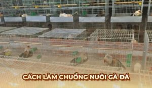 Hướng dẫn cách làm chuồng nuôi Gà Đá từ sư kê chuyên nghiệp