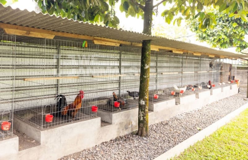 Mô hình chuồng gà đá bằng sắt có tuổi thọ cao