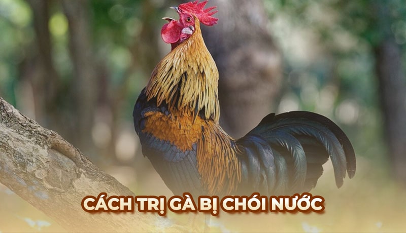 Cách trị gà bị chói nước hiệu quả từ sư kê chuyên nghiệp