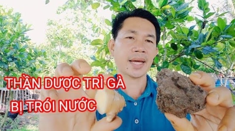 Hướng dẫn chi tiết cách trị gà bị chói nước