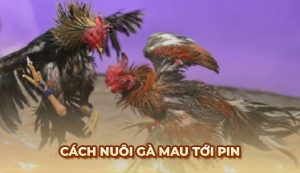 Hướng dẫn cách nuôi gà mau tới pin toàn diện chi tiết nhất