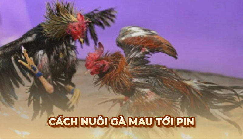 Hướng dẫn cách nuôi gà mau tới pin toàn diện chi tiết nhất
