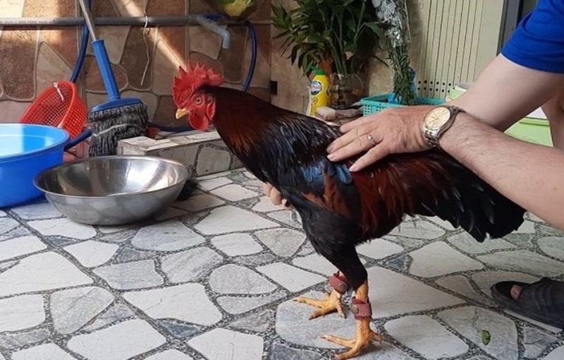 Quá trình cách nuôi gà mau tới pin theo chế độ đinh dưỡng