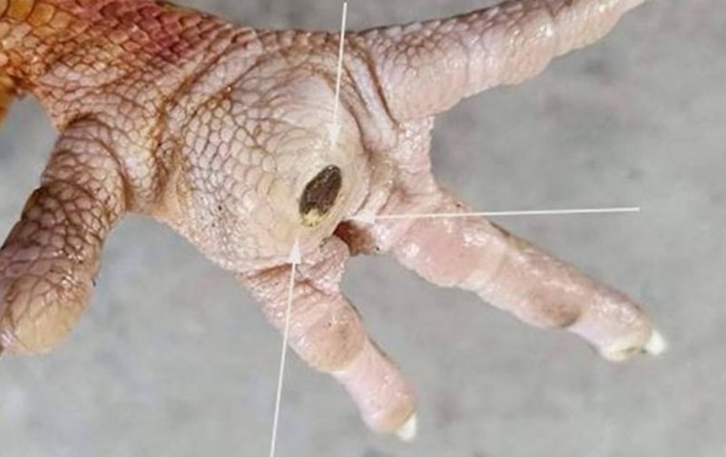 Gà bị ké chân là một tình trạng gây đau đớn và ảnh hưởng lớn đến sức khỏe