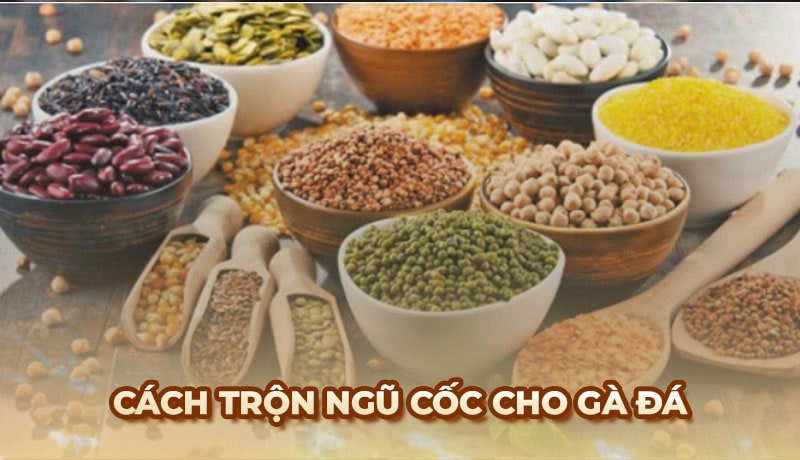 Ngũ cốc cho Gà Đá: Công thức trộn thức ăn đầy đủ dinh dưỡng