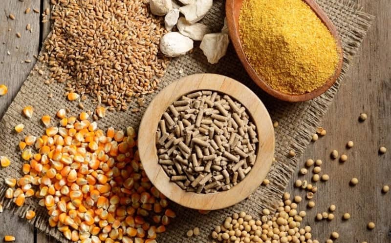 Ngũ cốc cho gà đá là sự pha trộn của nhiều loại hạt dinh dưỡng khác nhau